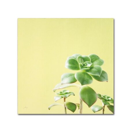 Trademark Fine Art Felicity Bradley 'Succulent Simplicity X' Canvas Art, 35x35 WAP01809-C3535GG
